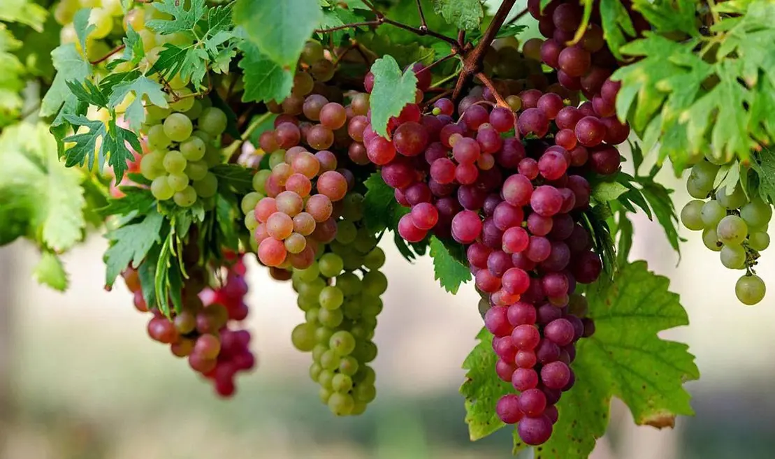 the Egyptian writer Naguib Mahfouz