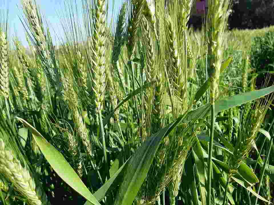 الزراعة تغازل الفلاحين ب5 حوافز للإستمرار في زراعة القمح