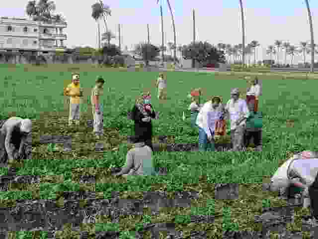 تحذير من زراعة القمح يومي السبت والأحد المقبلين بسبب ارتفاع درجات الحرارة