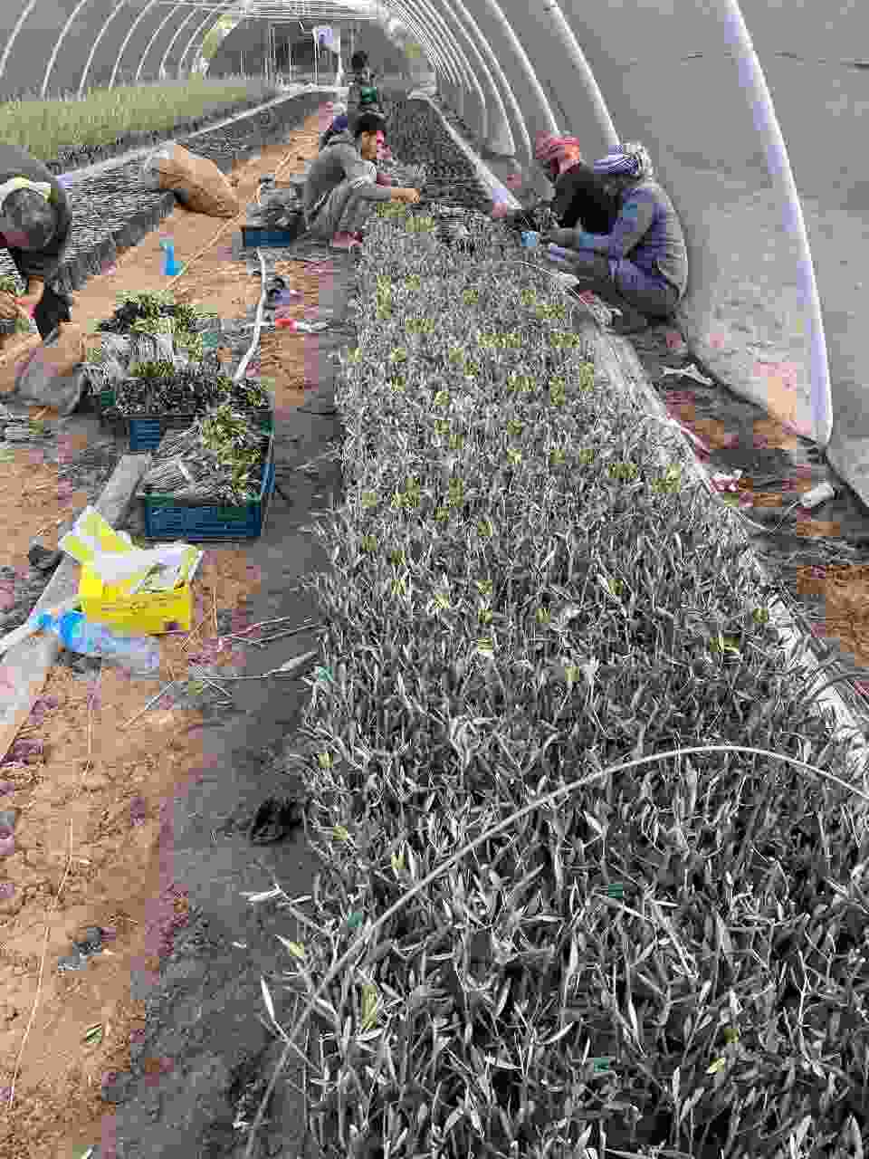 «الزراعة» تحتفل باليوم العالمي لشجرة الزيتون وتدعم صغار المزارعين