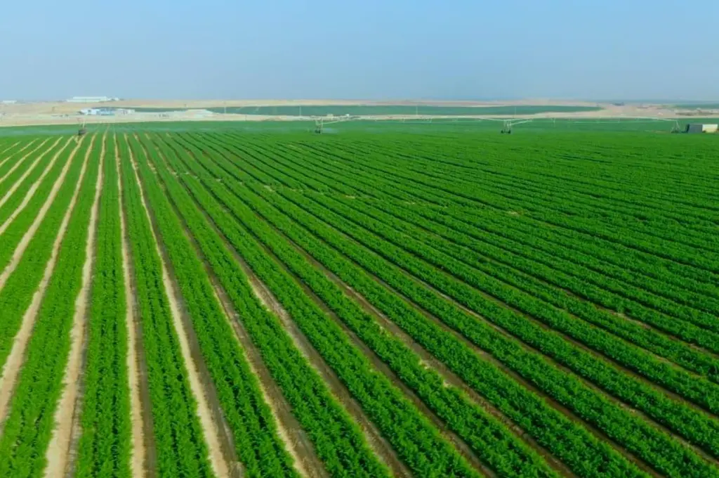  القابضة لاستصلاح الأراضي تطرح أرضًا زراعية للاستثمار بنظام المشاركة