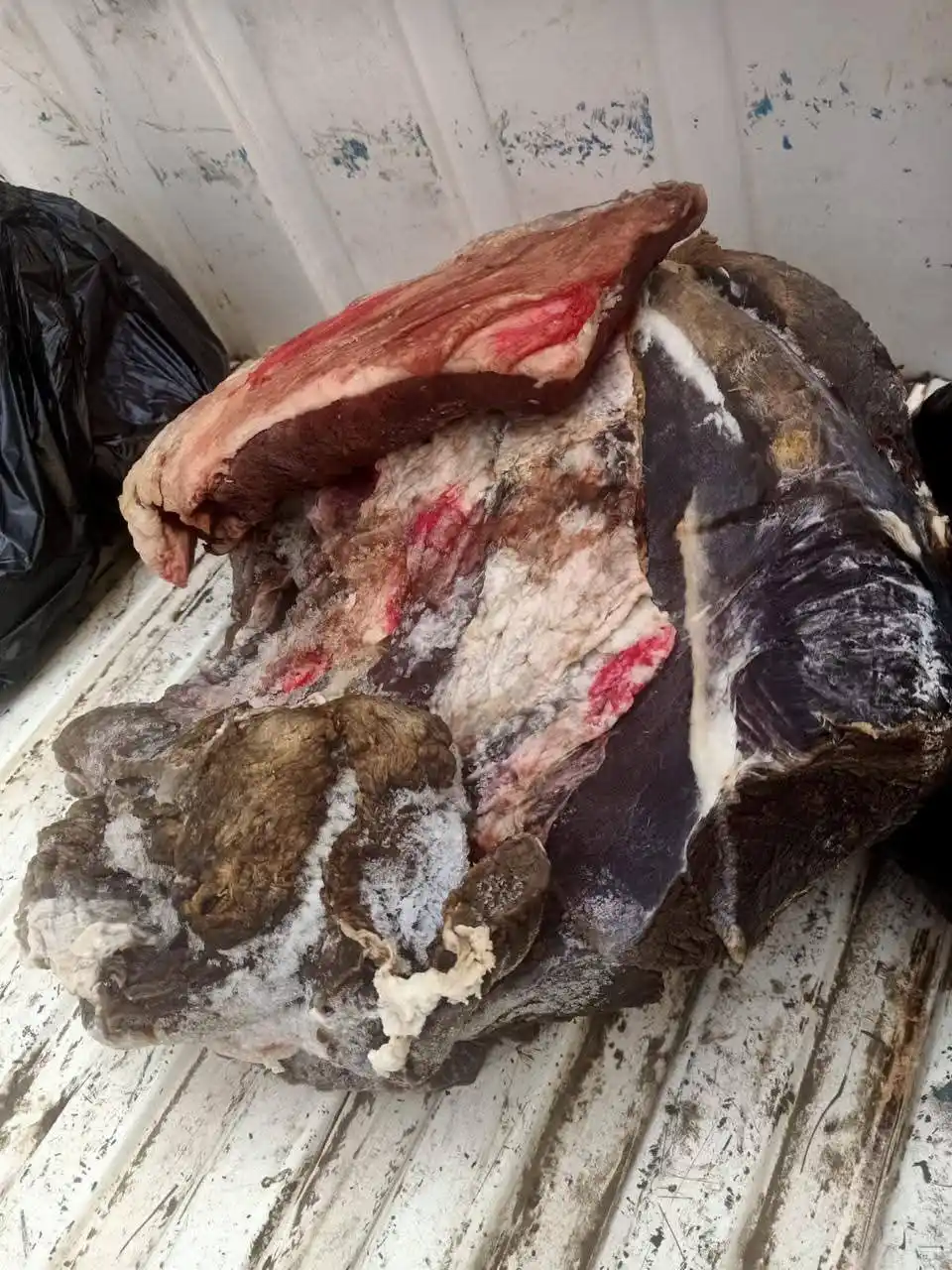 ضربات بيطرية موجعة بالمنيا.. مصادرة 221 كجم لحوم فاسدة