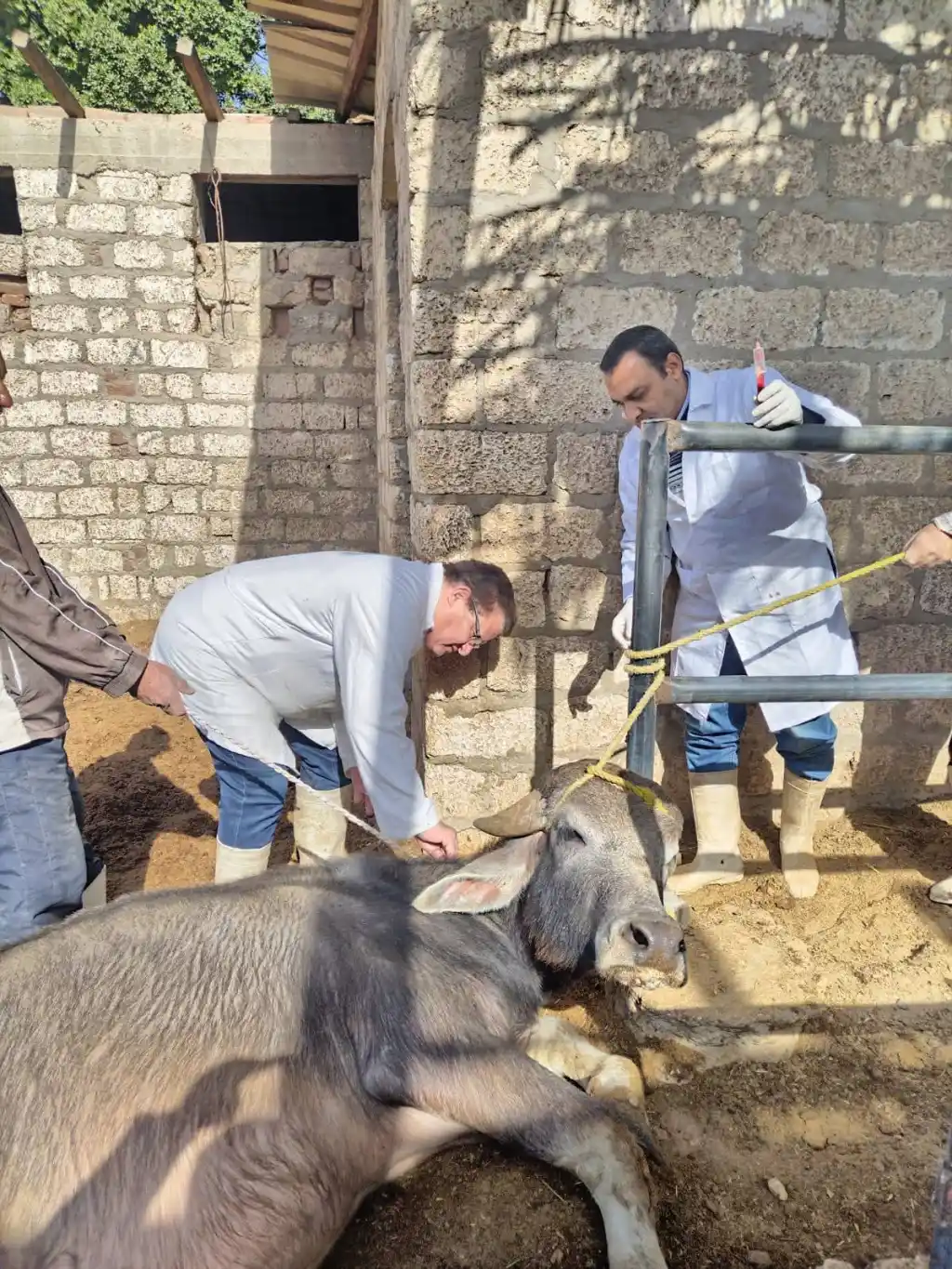 بيطري أسيوط: فحص مبكر وتدخل سريع لحماية صحة الإنسان والثروة الحيوانية
