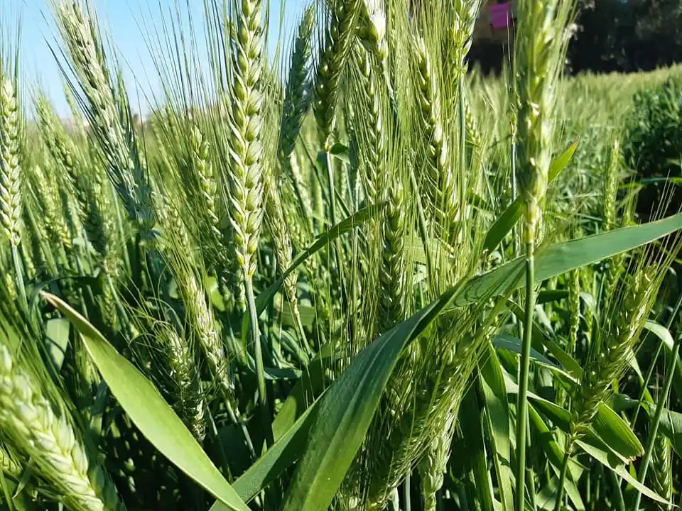 اطلاق حملة قومية شاملة لحماية محصول القمح من الفئران  قبل طرد السنابل