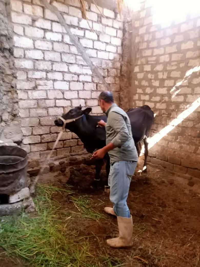 تحصين أكثر من 40 ألف رأس ماشية وتنفيذ 877 لجنة ميدانية بأسيوط