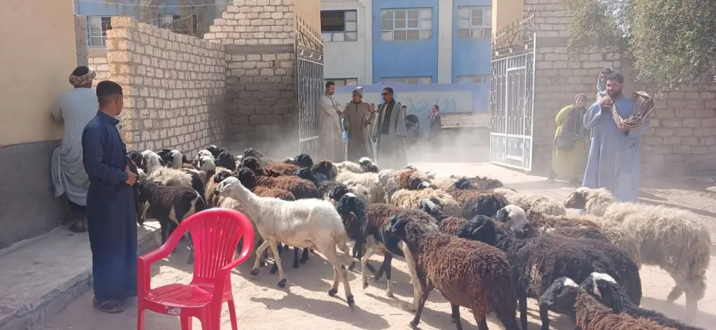 تسلّم 63 رأس أغنام لـ28 أسرة بالفتح لدعم صغار المربين بأسيوط