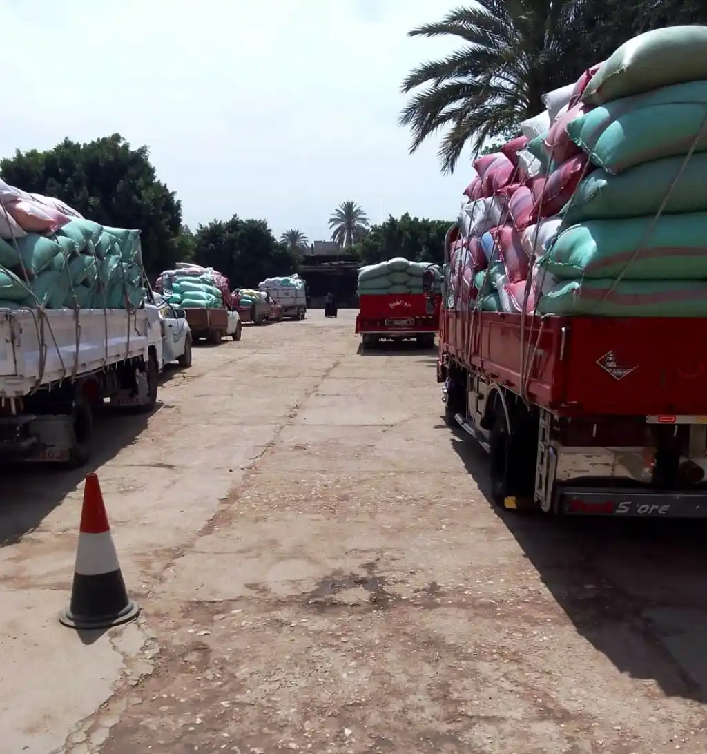 تنتج نصف احتياجاتها.. انطلاق موسم توريد القمح 2026 في مصر