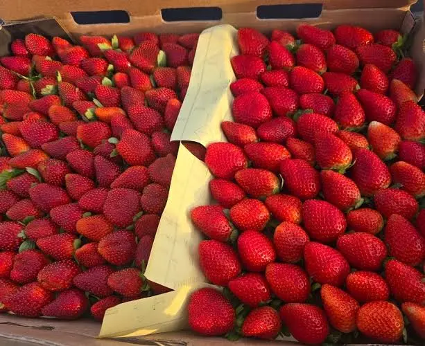 مصر تفتح 4 أسواق تصديرية جديدة للبرتقال والعنب وشتلات الفراولة بالامريكتين