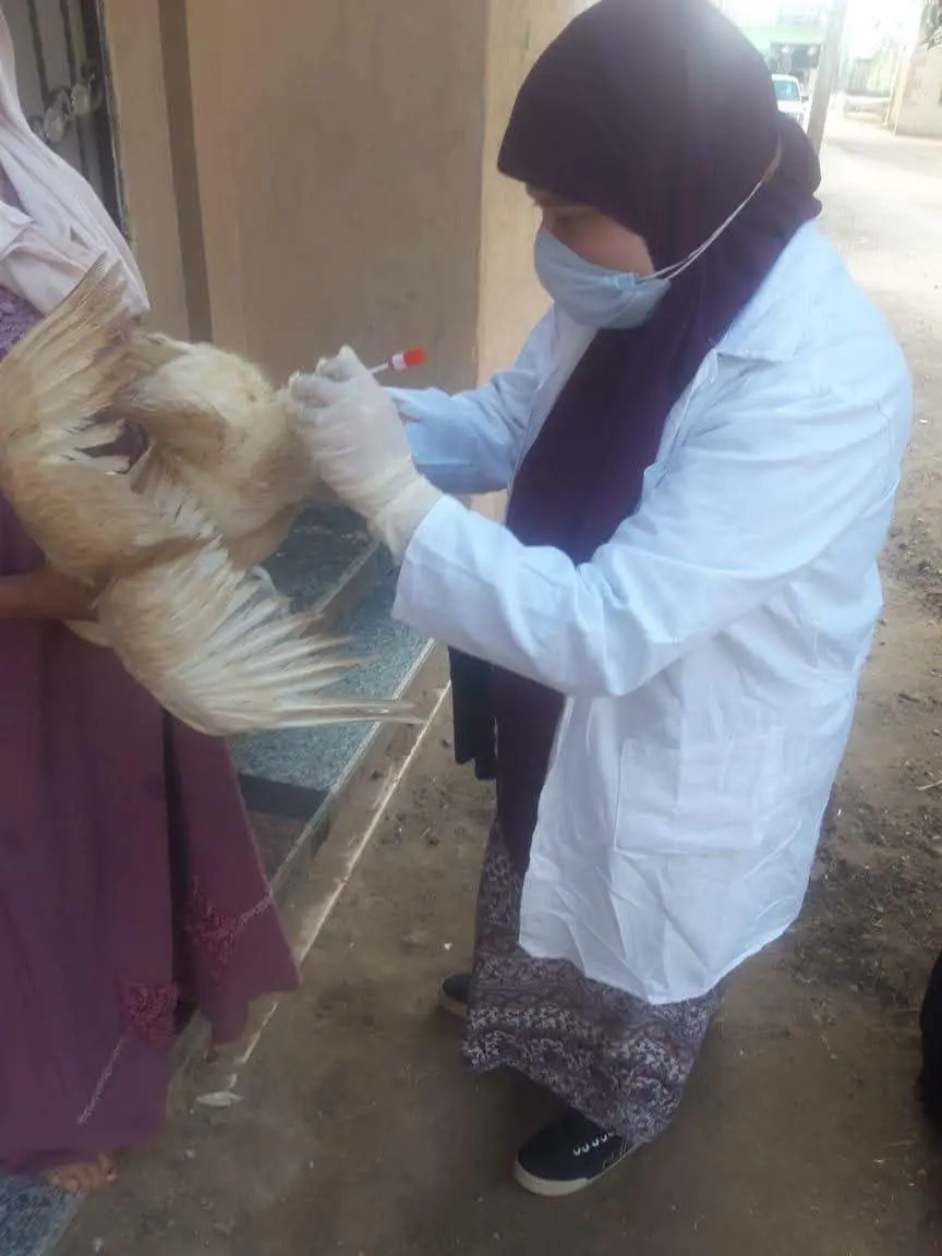 ماذا تفعل وزارة الزراعة للحفاظ على الثروة الداجنة؟ تحصين أكثر من مليون طائر وتكثيف التقصي الوبائي بالمحافظات 