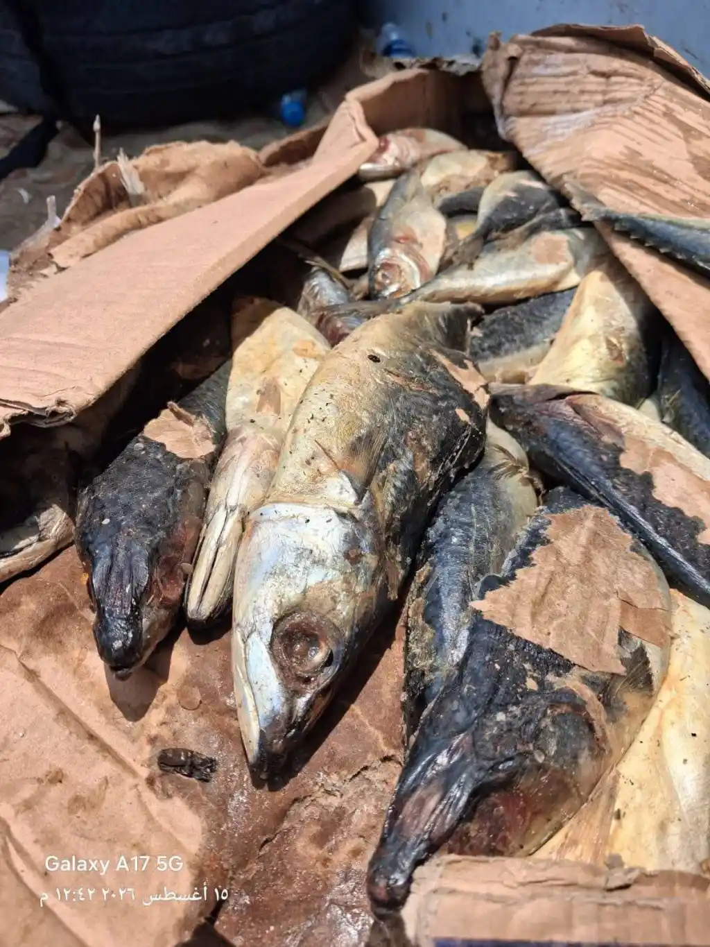  ضبط 5 أطنان أسماك مجمدة غير صالحة و11 طن سكر مجهول المصدر بالإسماعيلية