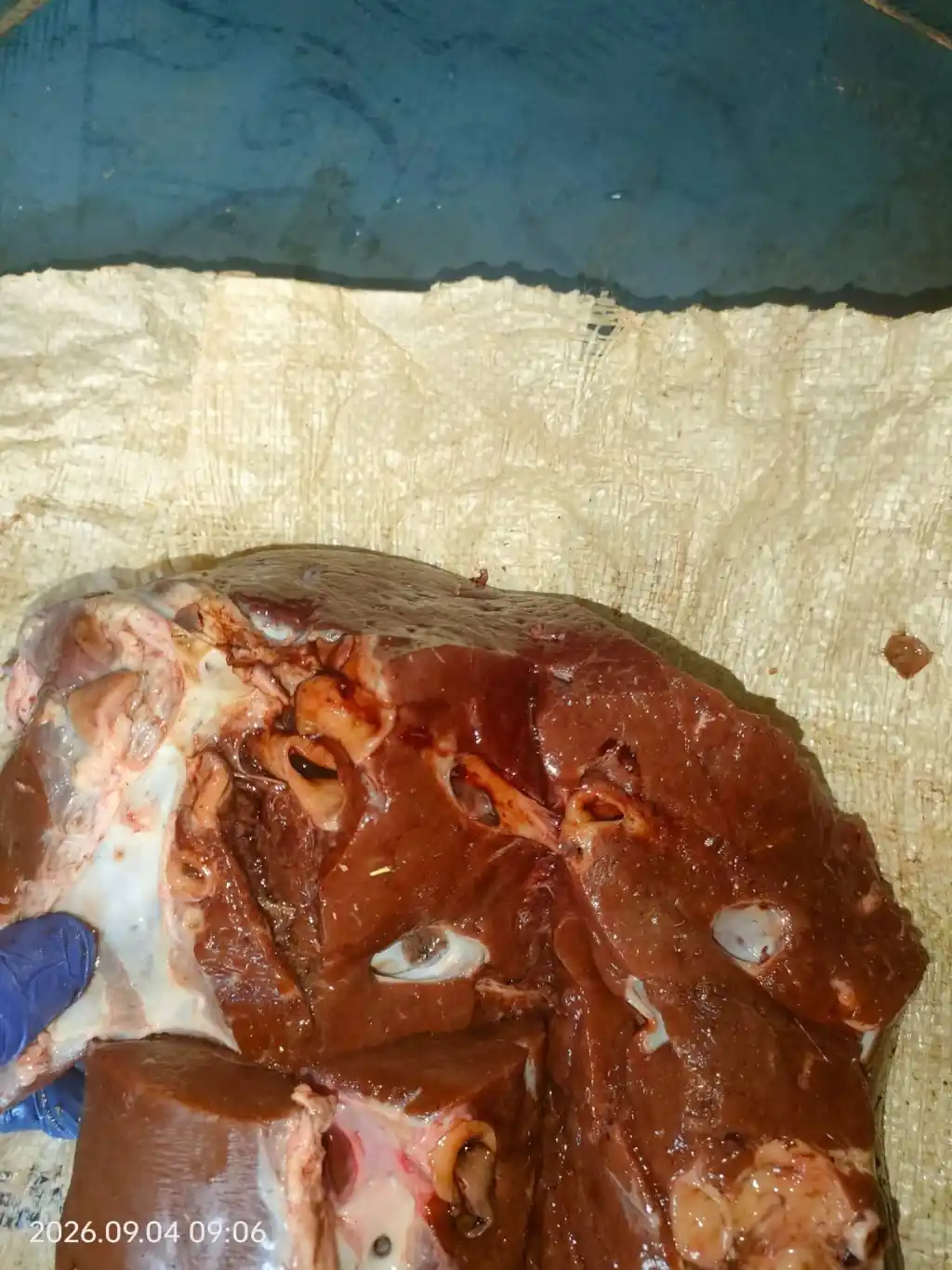 إعدام كبدة عجل غير صالحة للاستهلاك في مجزر أبو تيج بأسيوط