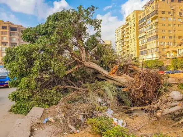 الحكومة تنهي الجدل حول قطع الأشجار وتصدير الفحم.. مجلس الوزراء يكشف حقيقة التصريحات المتداولة